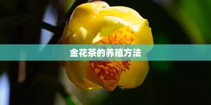 金花茶的养殖方法