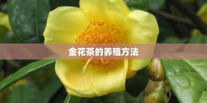 金花茶的养殖方法