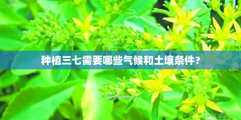 种植三七需要哪些气候和土壤条件？