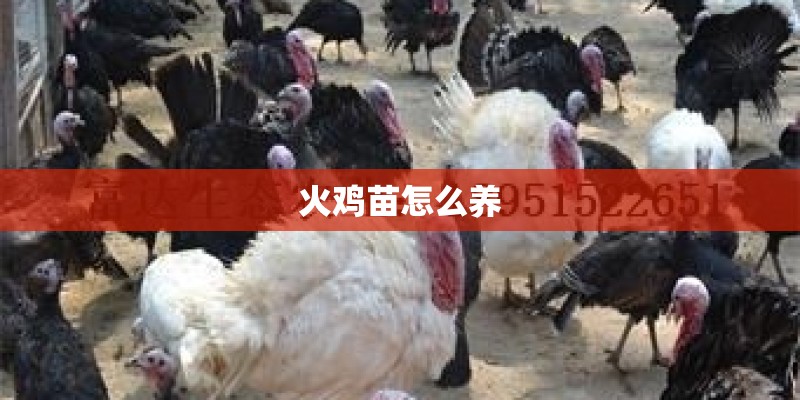 火鸡苗怎么养