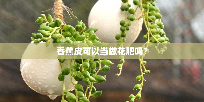 香蕉皮可以当做花肥吗？