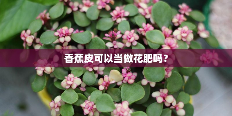 香蕉皮可以当做花肥吗？