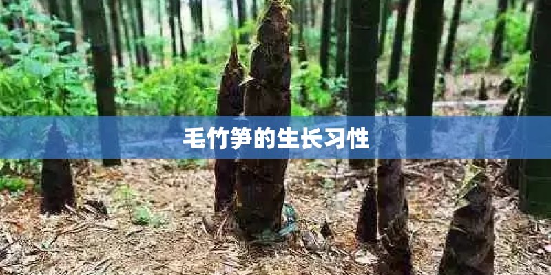 毛竹笋的生长习性