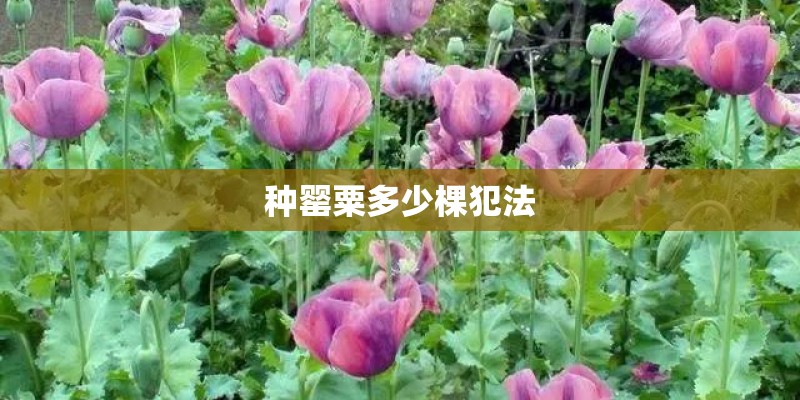 种罂粟多少棵犯法