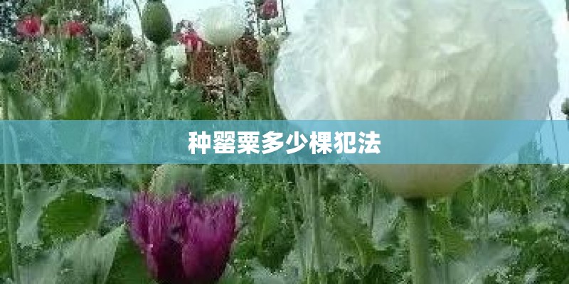 种罂粟多少棵犯法