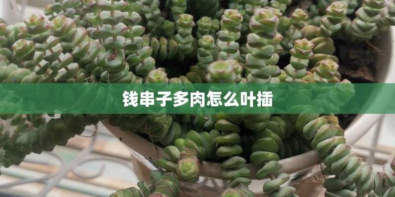 钱串子多肉怎么叶插