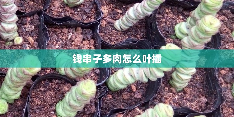 钱串子多肉怎么叶插