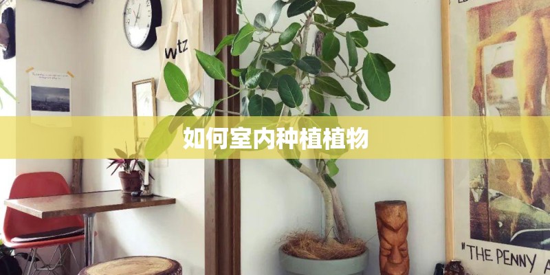 如何室内种植植物