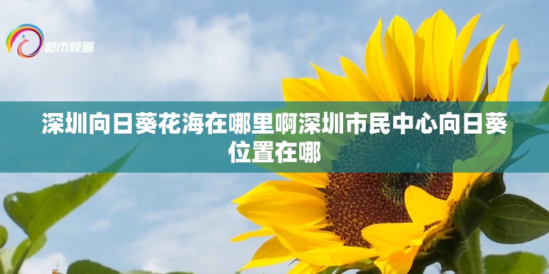 深圳向日葵花海在哪里啊深圳市民中心向日葵位置在哪