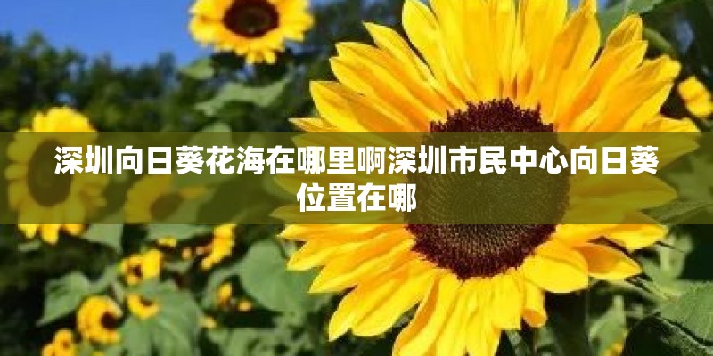 深圳向日葵花海在哪里啊深圳市民中心向日葵位置在哪