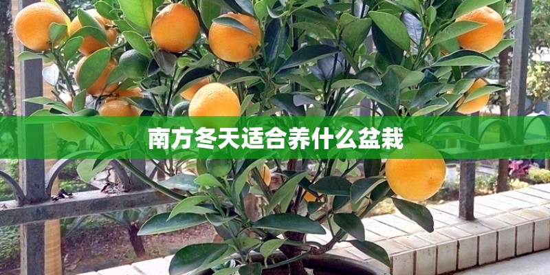 南方冬天适合养什么盆栽