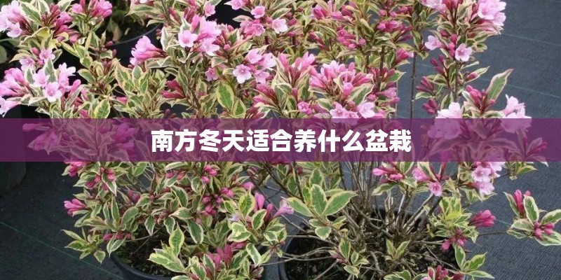 南方冬天适合养什么盆栽