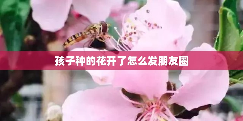 孩子种的花开了怎么发朋友圈