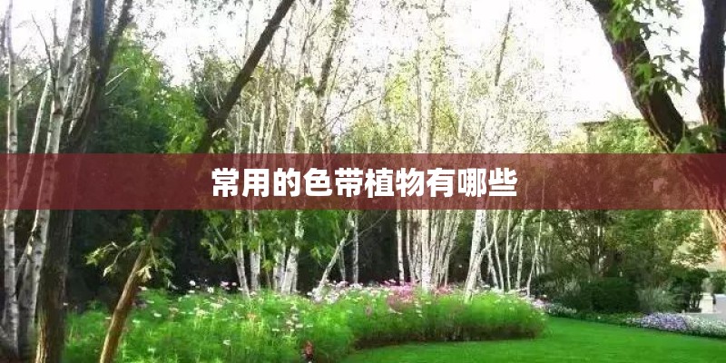 常用的色带植物有哪些