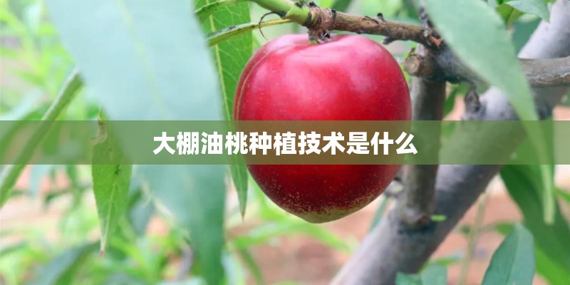 大棚油桃种植技术是什么