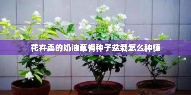 花卉卖的奶油草梅种子盆栽怎么种植