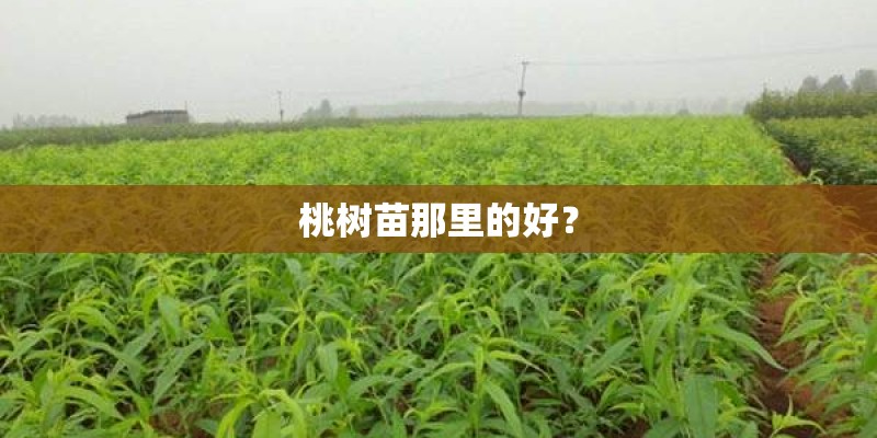 桃树苗那里的好？