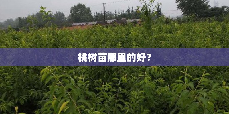 桃树苗那里的好？