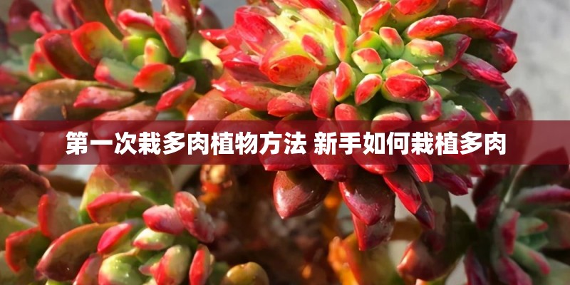 第一次栽多肉植物方法 新手如何栽植多肉