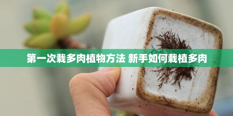 第一次栽多肉植物方法 新手如何栽植多肉