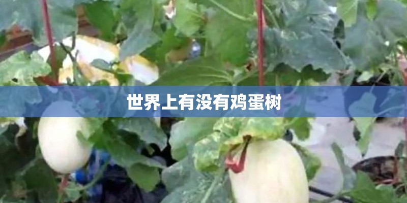 世界上有没有鸡蛋树