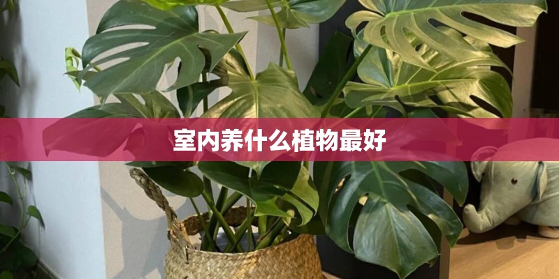 室内养什么植物最好