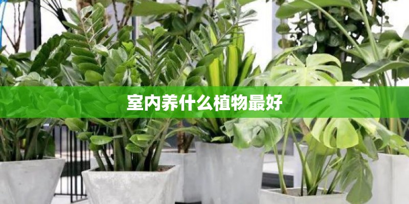 室内养什么植物最好