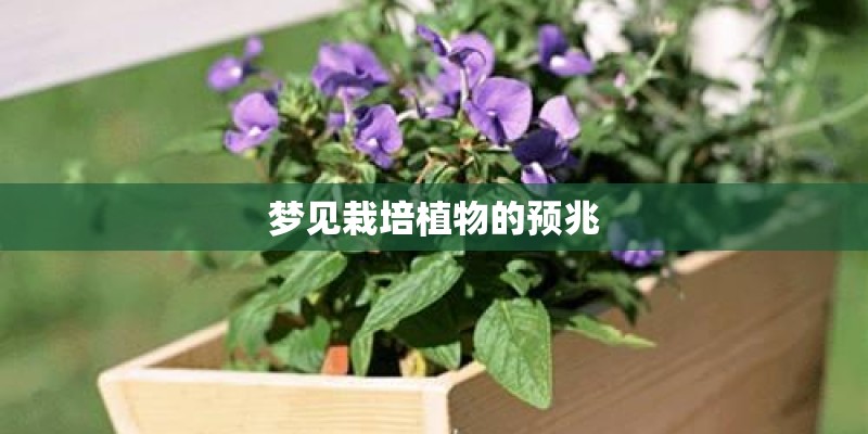 梦见栽培植物的预兆