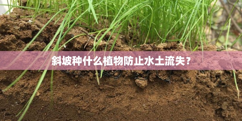 斜坡种什么植物防止水土流失？