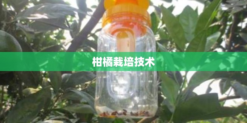 柑橘栽培技术