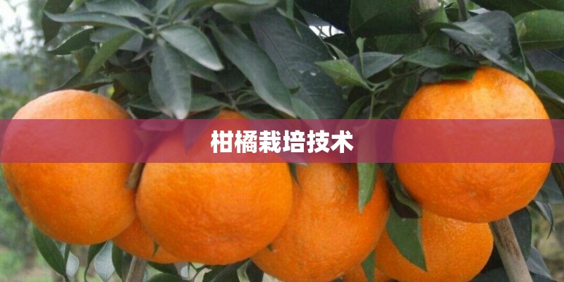 柑橘栽培技术