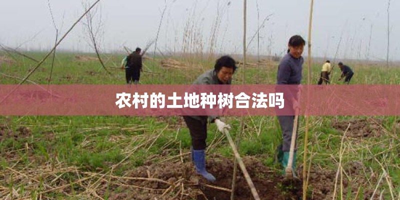 农村的土地种树合法吗