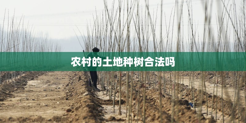 农村的土地种树合法吗