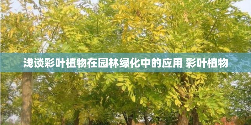 浅谈彩叶植物在园林绿化中的应用 彩叶植物
