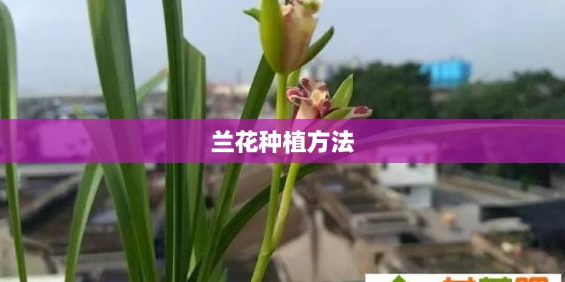 兰花种植方法