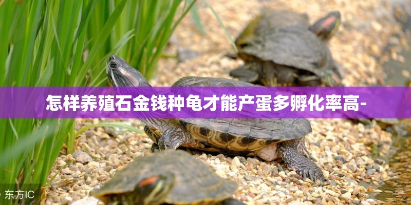 怎样养殖石金钱种龟才能产蛋多孵化率高-