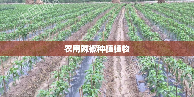 农用辣椒种植植物