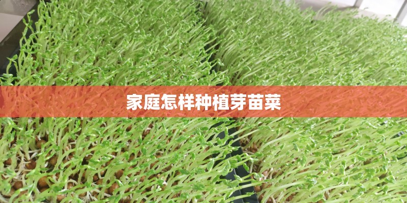 家庭怎样种植芽苗菜