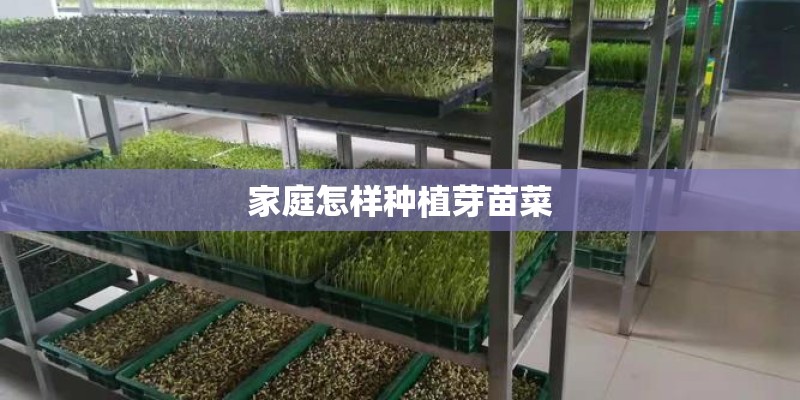 家庭怎样种植芽苗菜