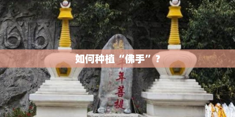 如何种植“佛手”？