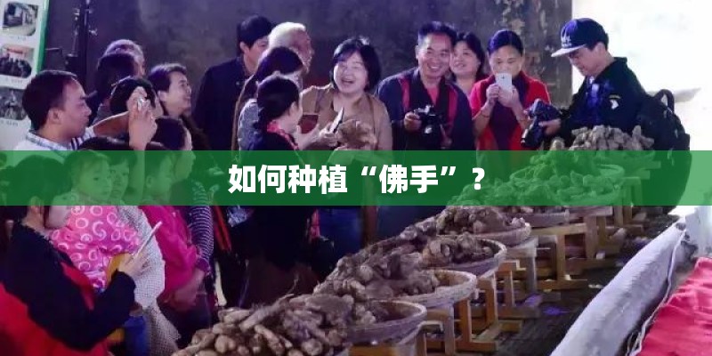 如何种植“佛手”？