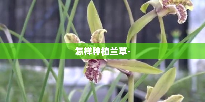 怎样种植兰草-