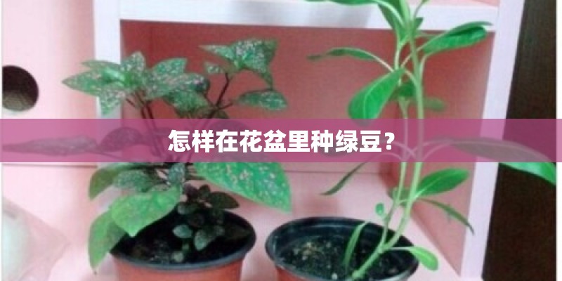 怎样在花盆里种绿豆？