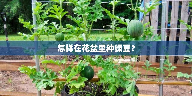怎样在花盆里种绿豆？