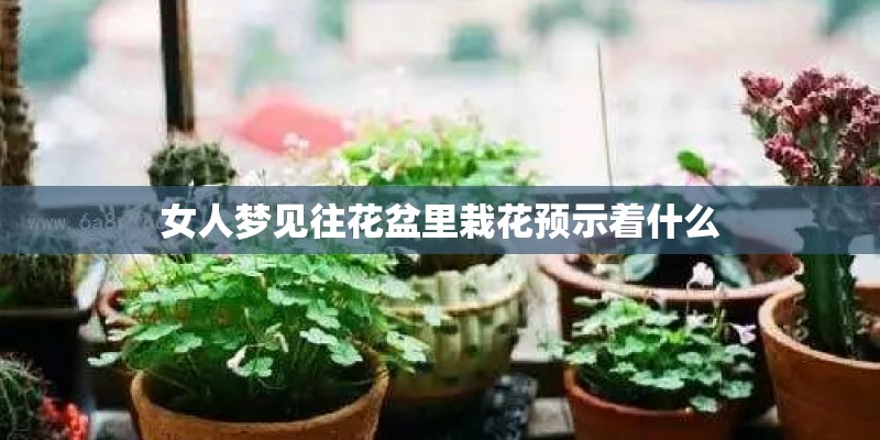 女人梦见往花盆里栽花预示着什么