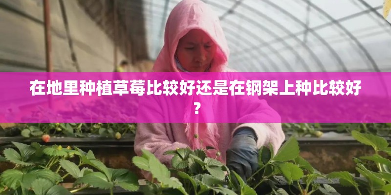 在地里种植草莓比较好还是在钢架上种比较好？