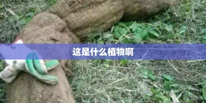 这是什么植物啊