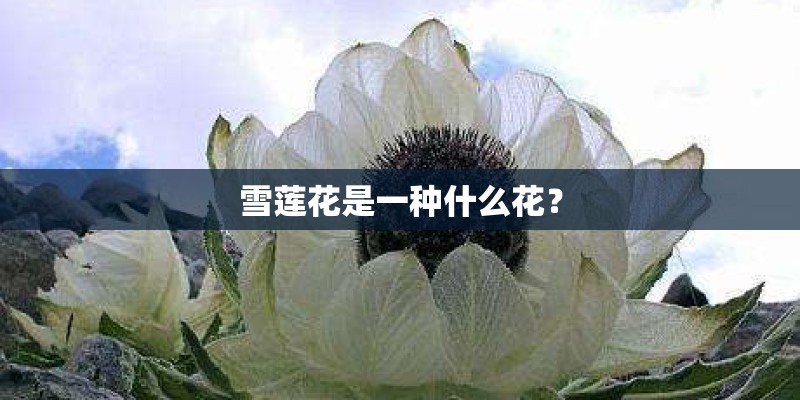 雪莲花是一种什么花？