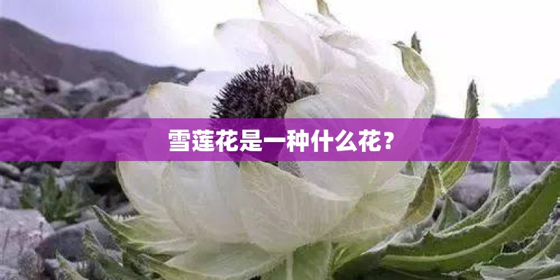 雪莲花是一种什么花？
