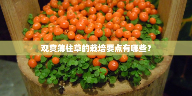 观赏薄柱草的栽培要点有哪些？